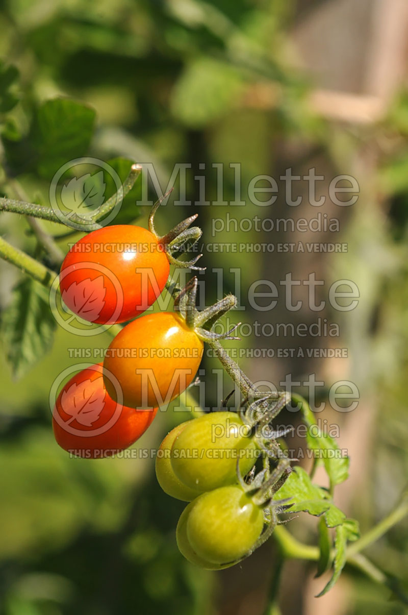 Solanum Pepe (Tomato vegetable - tomate) 1  