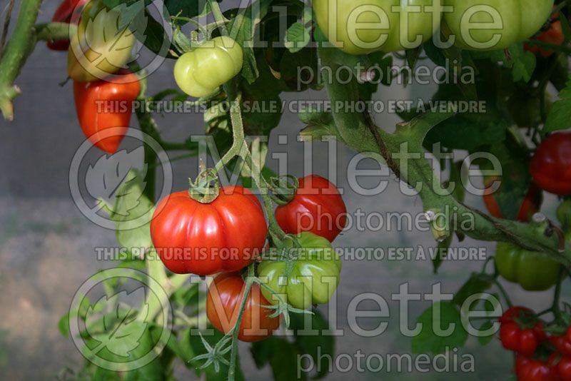 Solanum Pink Accordion (Tomato vegetable - tomate) 2