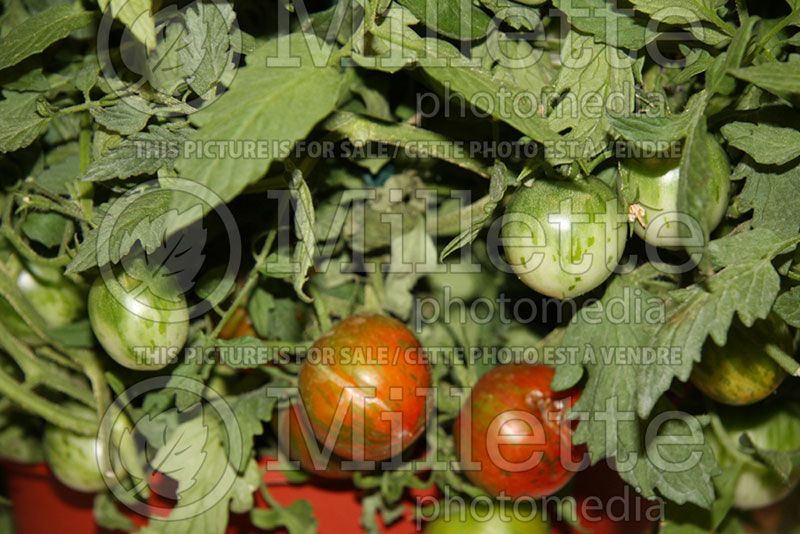 Solanum Rambling Red Stripe (Tomato vegetable - tomate) 6 