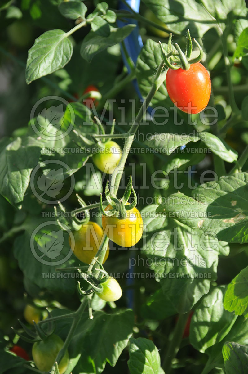 Solanum Sweet Hearts (Tomato vegetable - tomate) 1  