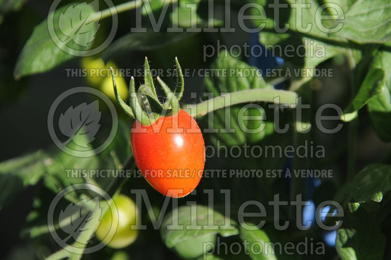 Solanum Sweet Hearts (Tomato vegetable - tomate) 2  