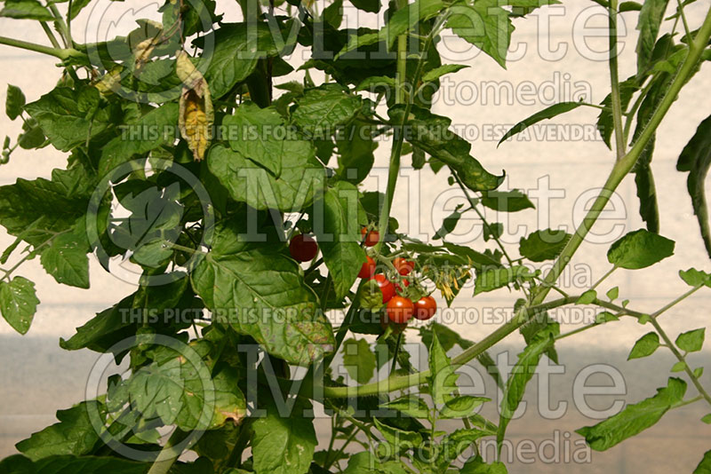 Solanum Texas Wild Cherry (Tomato vegetable - tomate) 1  