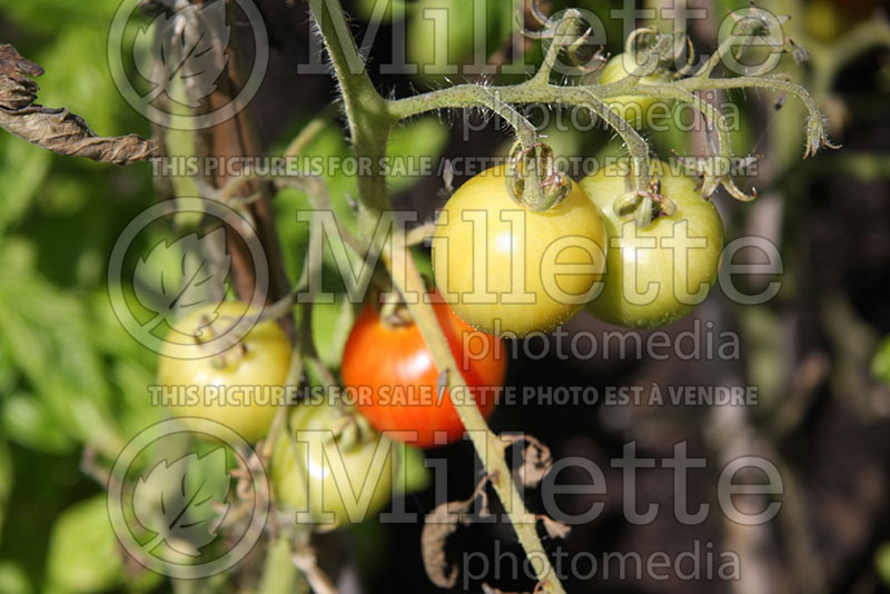 Solanum Tigerella (Tomato vegetable - tomate) 2  