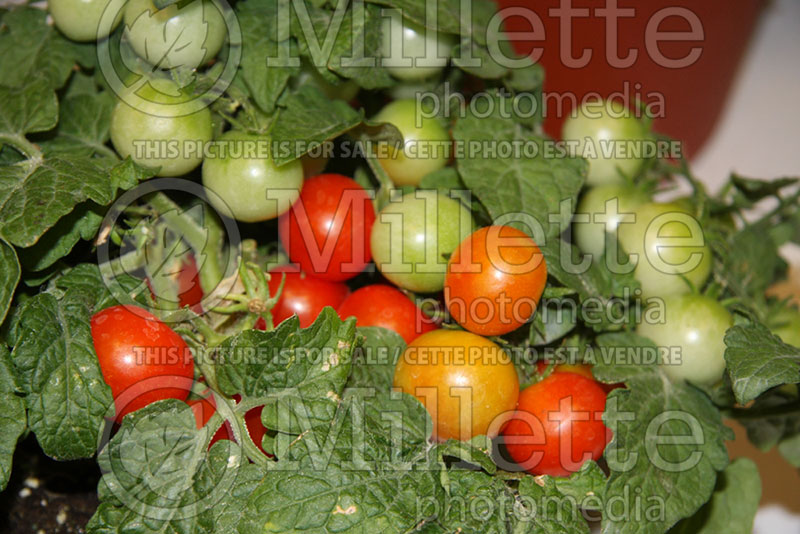 Solanum Sweet N Neat Scarlet (Tomato vegetable - tomate) 1 