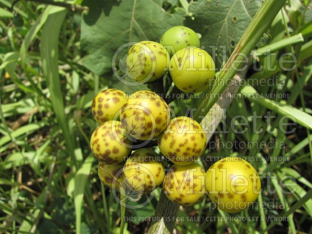 Solanum torvum (turkey berry, prickly nightshade, shoo-shoo bush, wild eggplant, pea eggplant, pea aubergine) 2  
