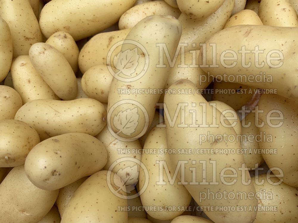 Solanum Amandine (Potato vegetable – pomme de terre) 2