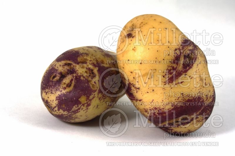 Solanum Blue Belle (Potato vegetable – pomme de terre) 2  