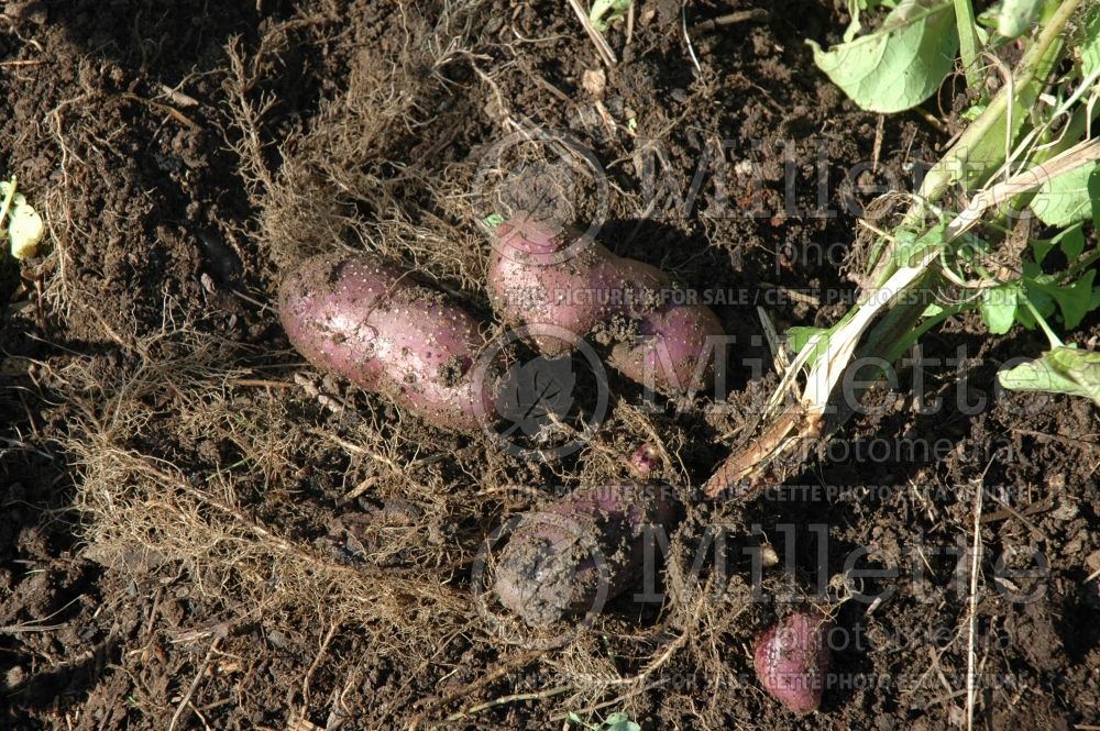 Solanum La Crotte d'Ours (Potato vegetable – pomme de terre) 1  