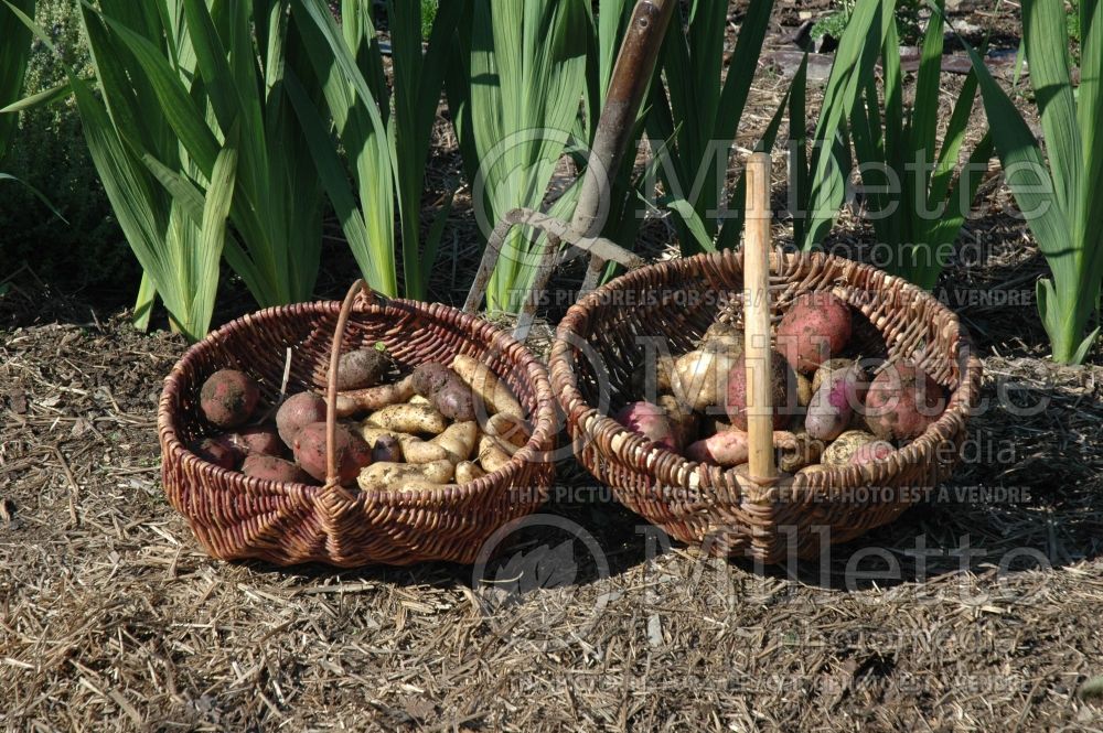 Potatoes in a basket (Solanum tuberosum – pomme de terre) 2