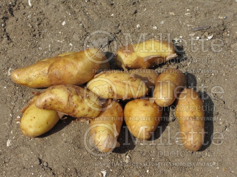 Solanum Ratte du Touquet (Potato vegetable – pomme de terre) 1