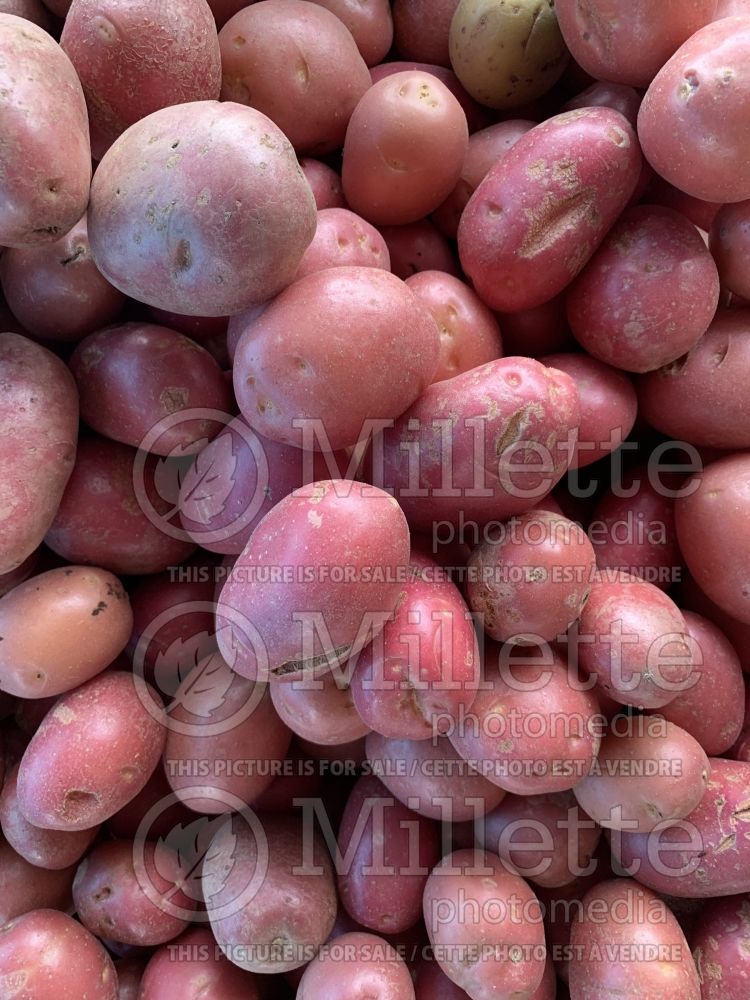 Solanum tuberosum (potato vegetable – pomme de terre) 1  