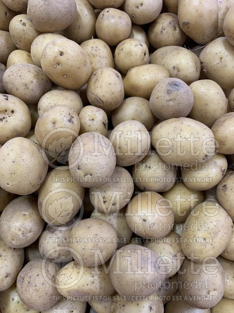 Solanum tuberosum (potato vegetable – pomme de terre) 3  