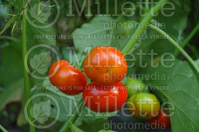 Solanum uporo (Cannibal's tomato) 1 