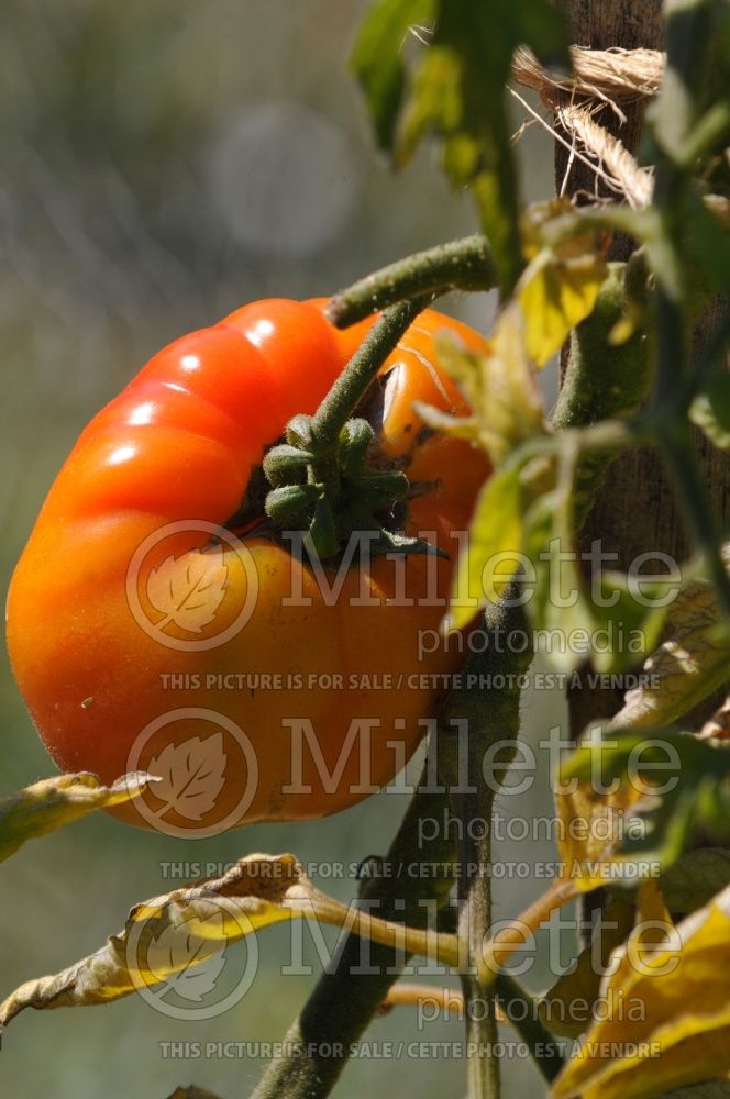 Solanum Pineapple aka Ananas (Tomato vegetable - tomate) 1  