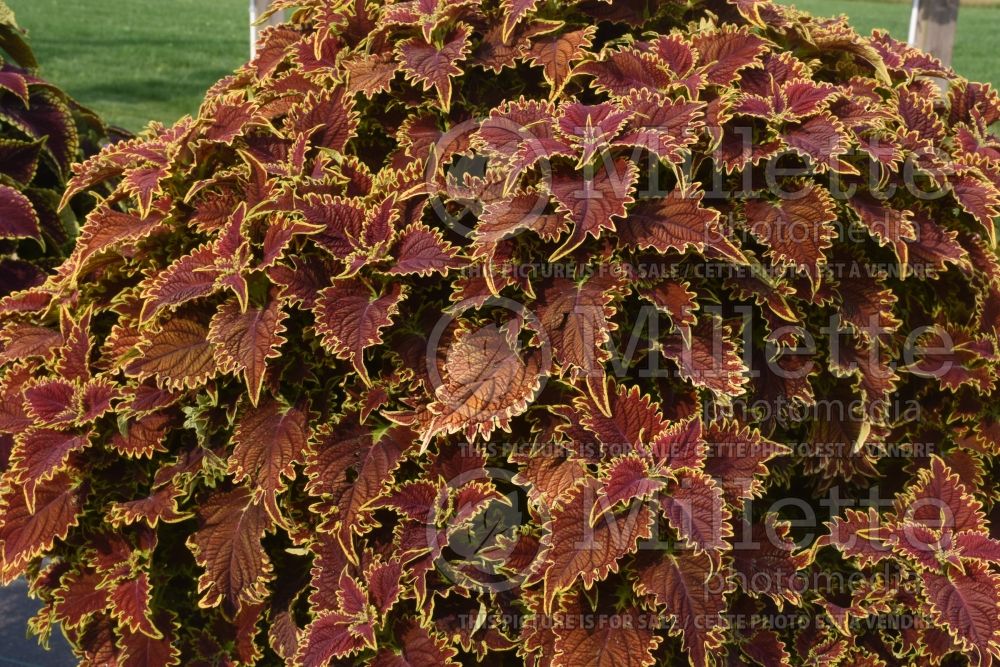 Coleus aka Plectranthus aka Solenostemon Copperhead (Coleus, Painted Nettle) 1 