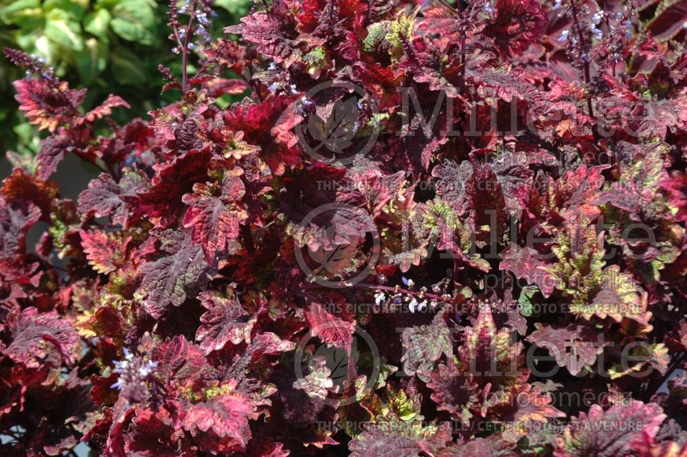 Coleus aka Plectranthus aka Solenostemon Christmas Cheer (Painted Nettle Coleus) 1 