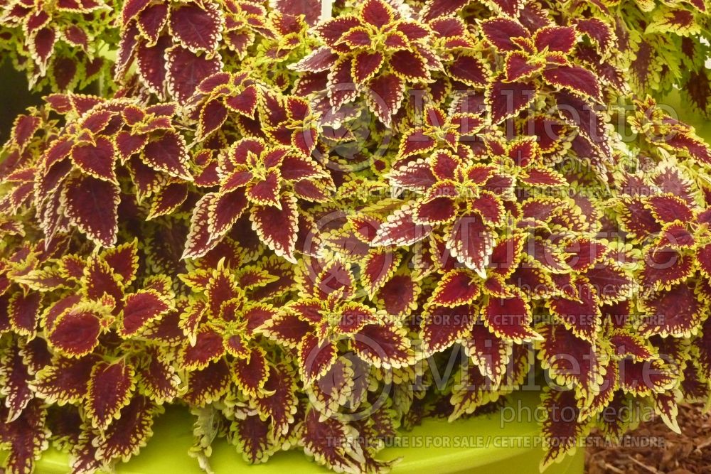 Coleus aka Plectranthus aka Solenostemon Flying Carpet Shocker (Coleus, Painted Nettle) 1 