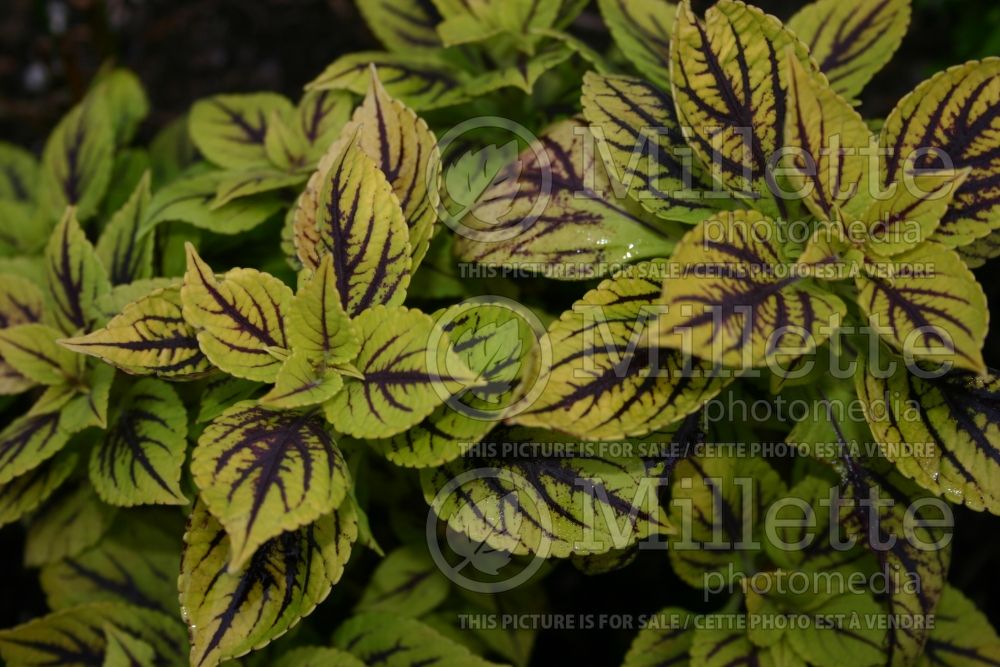 Coleus aka Plectranthus aka Solenostemon Gay's Delight (Painted Nettle Coleus)  