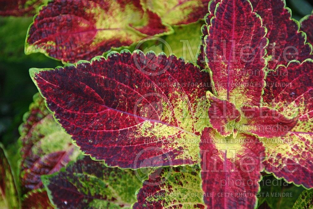 Coleus aka Plectranthus aka Solenostemon ColorBlaze Dipt in Wine (Coleus, Painted Nettle) 2 