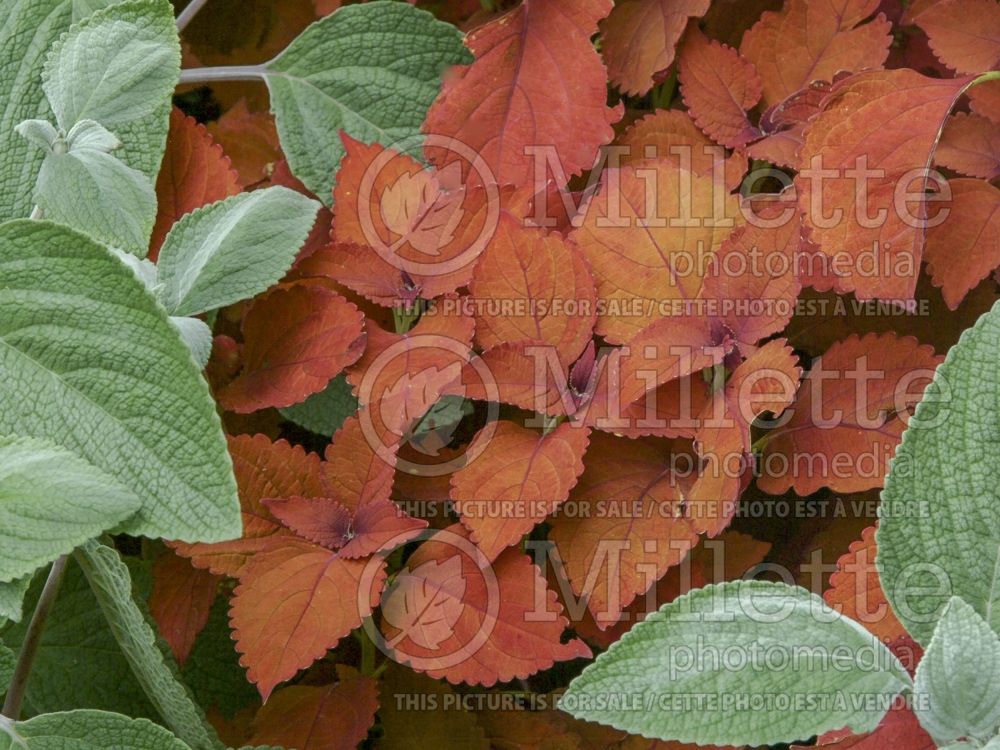 Coleus aka Plectranthus aka Solenostemon ColorBlaze Sedona Sunset (Coleus, Painted Nettle) 1 