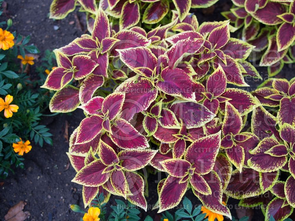 Coleus aka Plectranthus aka Solenostemon Premium Sun Crimson Gold (Coleus, Painted Nettle) 1 