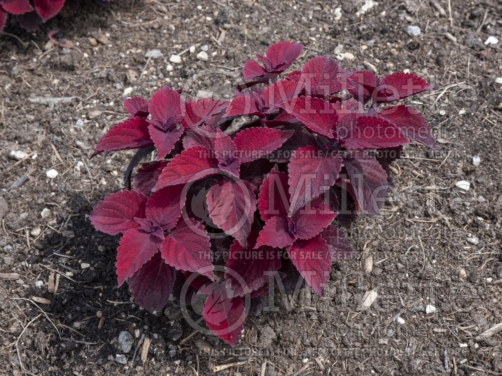 Coleus aka Plectranthus aka Solenostemon Main Street Beale Street (Coleus, Painted Nettle) 2 