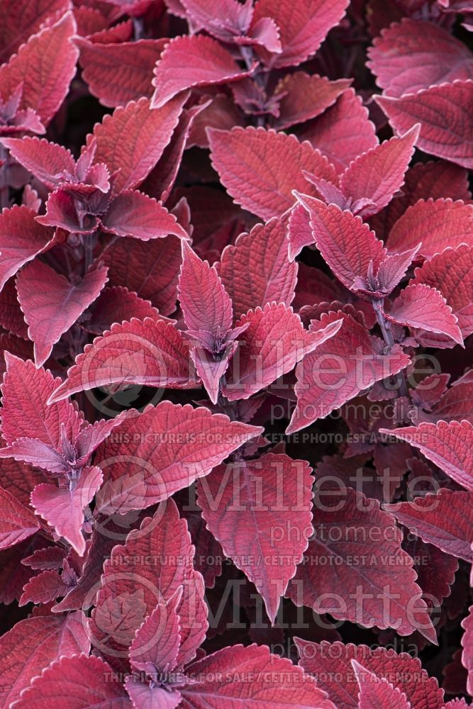 Coleus aka Plectranthus aka Solenostemon Main Street Beale Street (Coleus, Painted Nettle) 3 