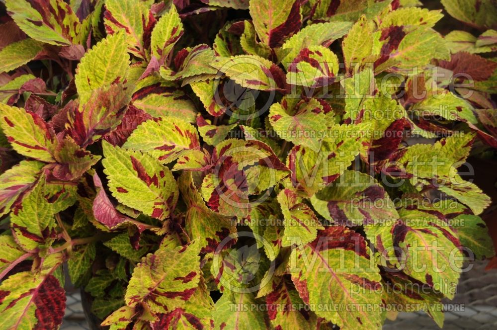 Coleus aka Plectranthus aka Solenostemon Mighty Mosaic (Coleus, Painted Nettle) 3