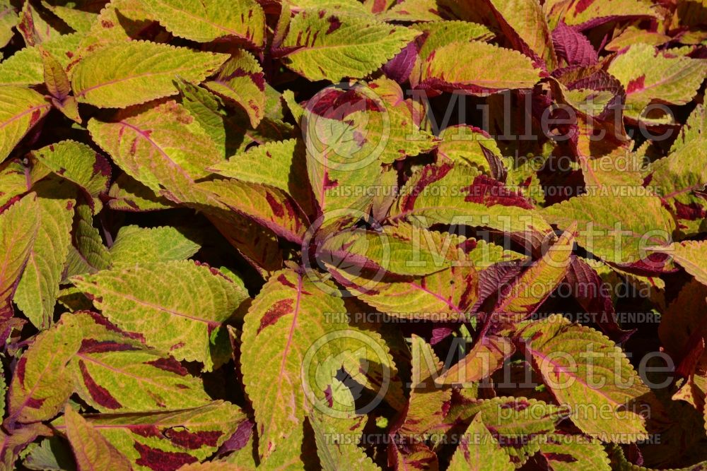 Coleus aka Plectranthus aka Solenostemon Mighty Mosaic (Coleus, Painted Nettle) 1 