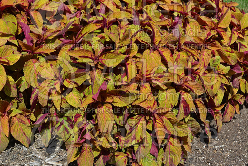 Coleus aka Plectranthus aka Solenostemon Mighty Mosaic (Coleus, Painted Nettle) 2 