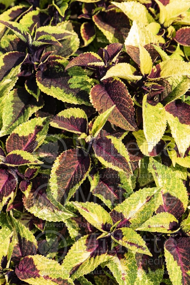 Coleus aka Plectranthus aka Solenostemon Pineapple Surprise (Daylily) 4