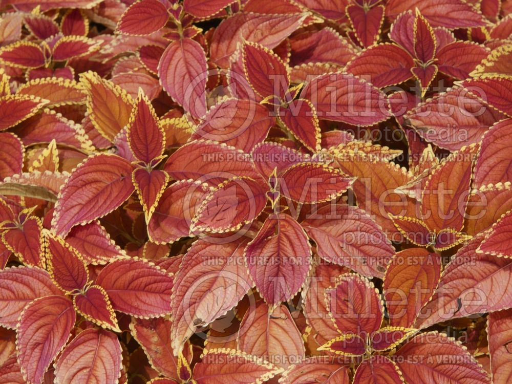 Coleus aka Plectranthus aka Solenostemon Rustic Orange (Coleus, Painted Nettle) 2 