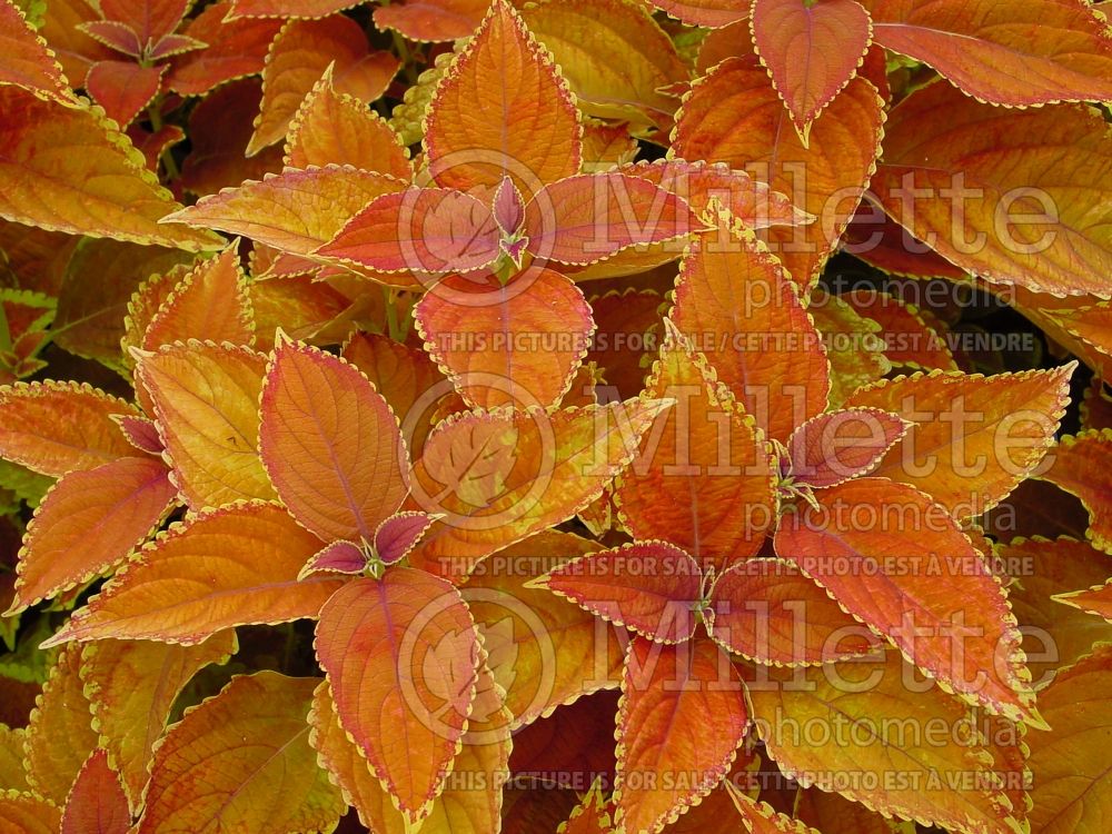 Coleus aka Plectranthus aka Solenostemon Rustic Orange (Coleus, Painted Nettle) 3 