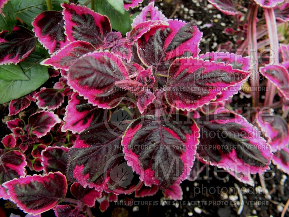 Coleus aka Plectranthus aka Solenostemon Trailing Plum (Coleus, Painted Nettle) 1 