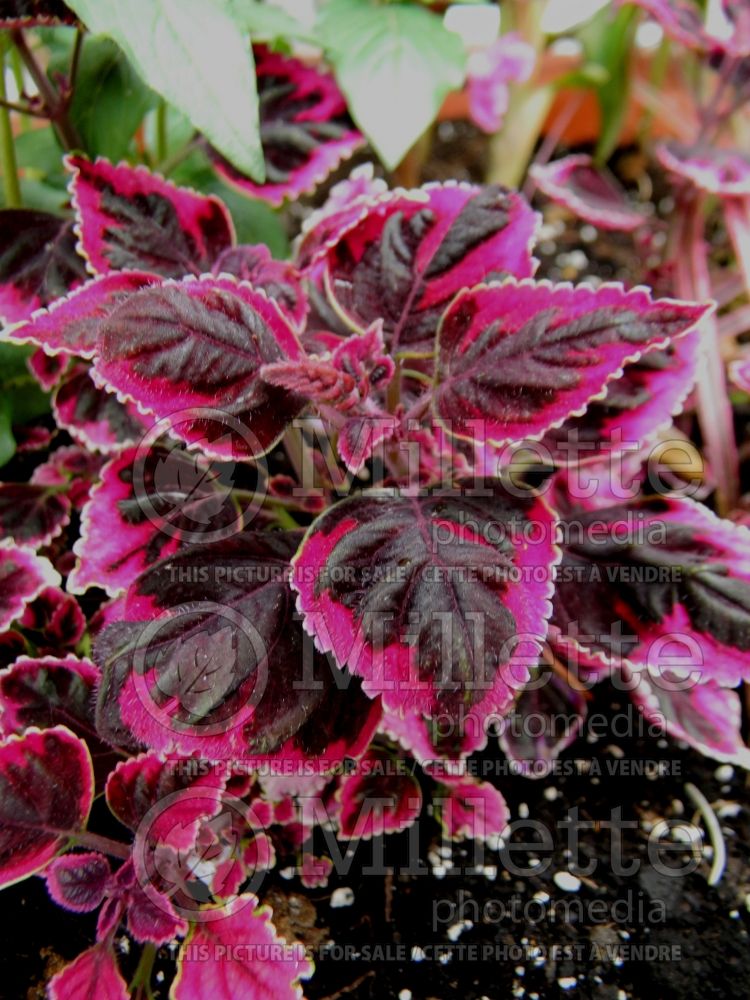 Coleus aka Plectranthus aka Solenostemon Trailing Plum (Coleus, Painted Nettle) 2 