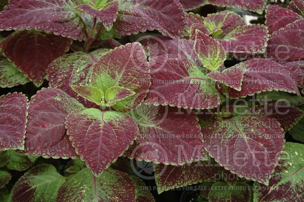 Coleus aka Plectranthus aka Solenostemon Solar Sunrise (Coleus, Painted Nettle) 1 