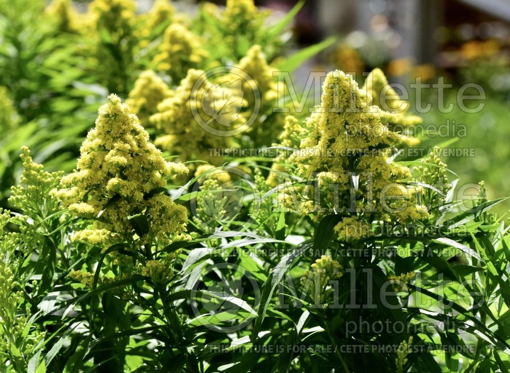 Solidago Little Lemon (Goldenrod) 4