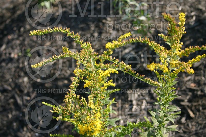 Solidago canadensis (Goldenrod) 1