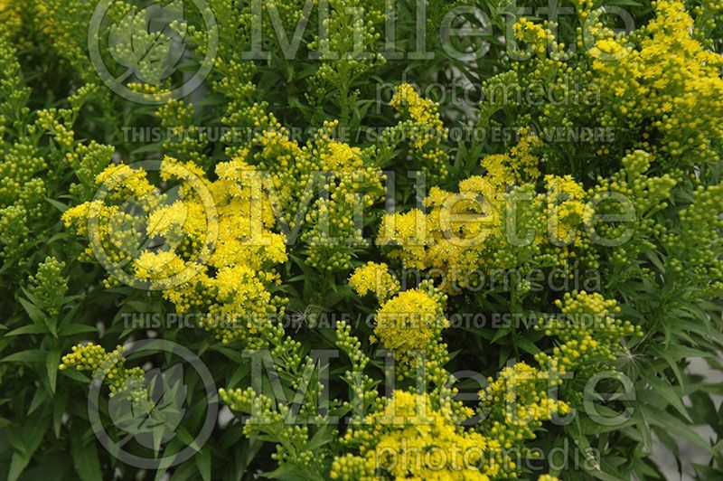 Solidago Little Lemon (Goldenrod) 1