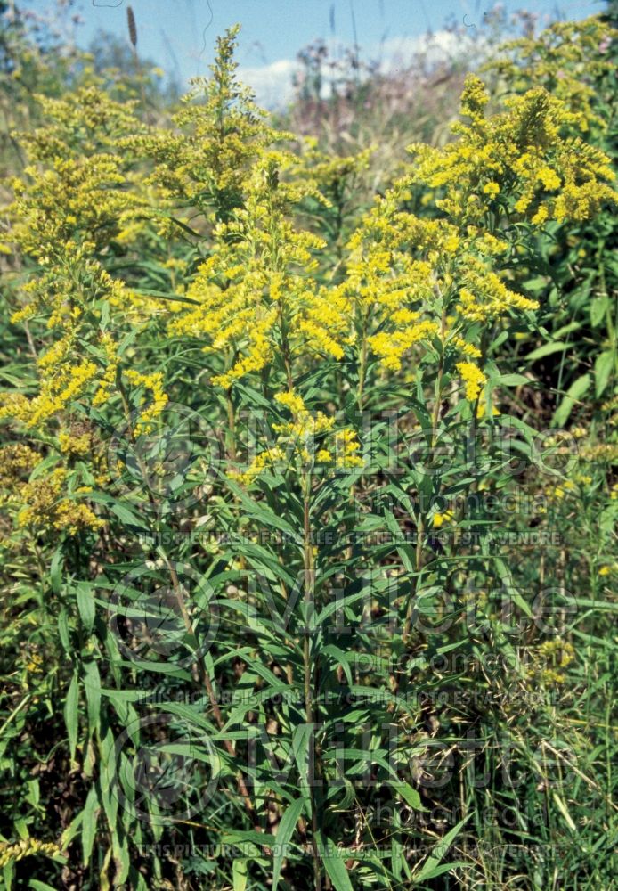 Solidago canadensis (Goldenrod) 2