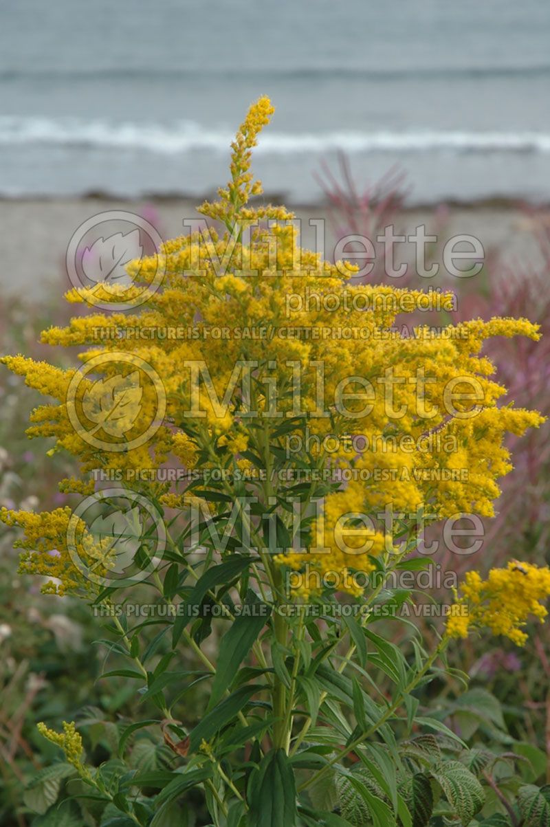 Solidago canadensis (Goldenrod) 4