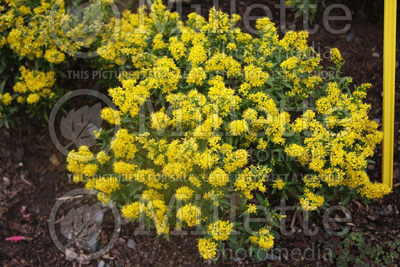 Solidago Goldrush (Goldenrod) 1