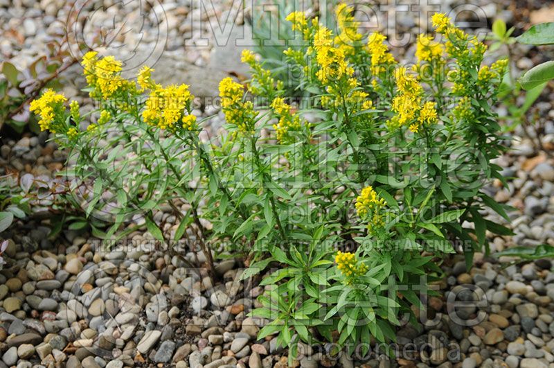 Solidago Goldrush (Goldenrod) 2