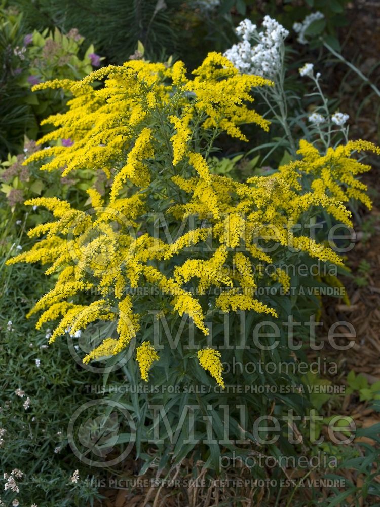 Solidago Golden Baby or Goldkind (Goldenrod) 1