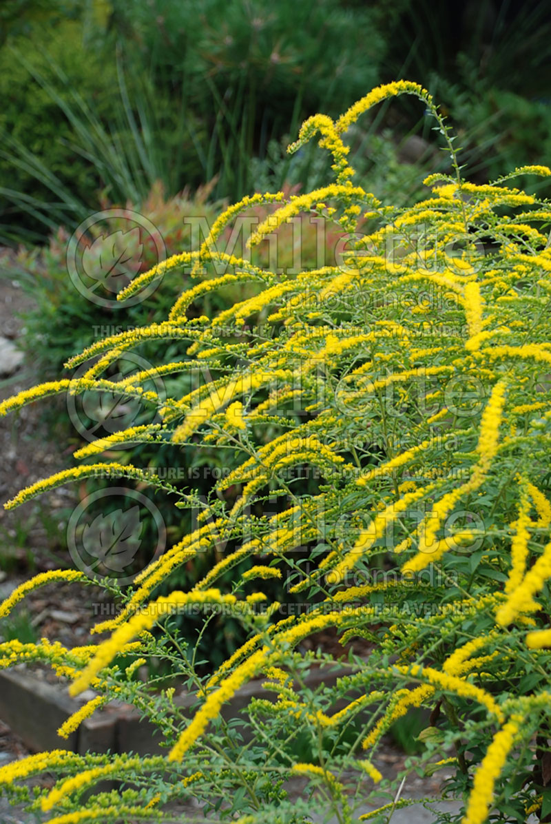 Solidago Fireworks (Goldenrod) 4