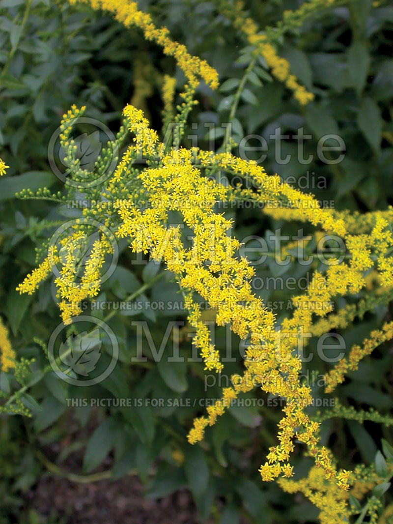 Solidago Fireworks (Goldenrod) 7