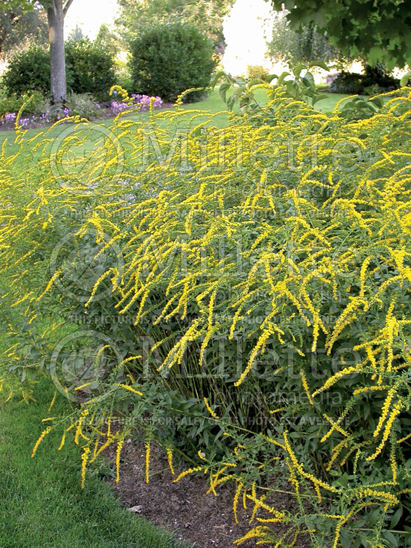 Solidago Fireworks (Goldenrod) 6