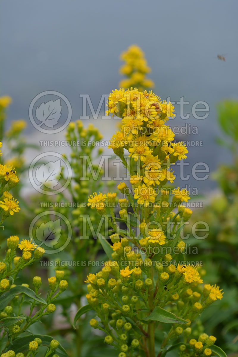 Solidago uliginosa (Bog Goldenrod) 1