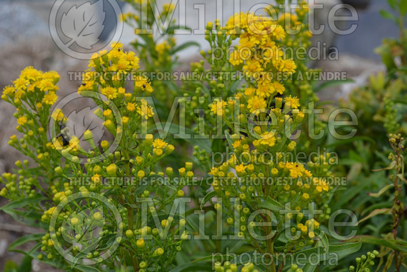 Solidago uliginosa (Bog Goldenrod) 2