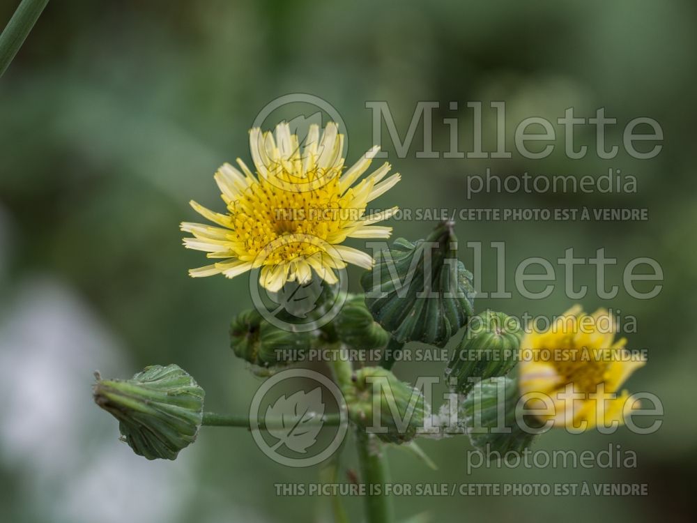 Sonchus asper (Prickly or spiny sowthistle) 1 